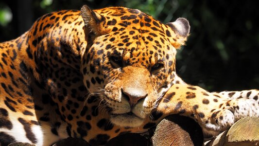 Jaguar portrait rest