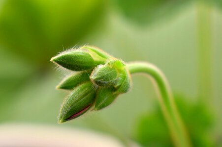 Plant nature geranium
