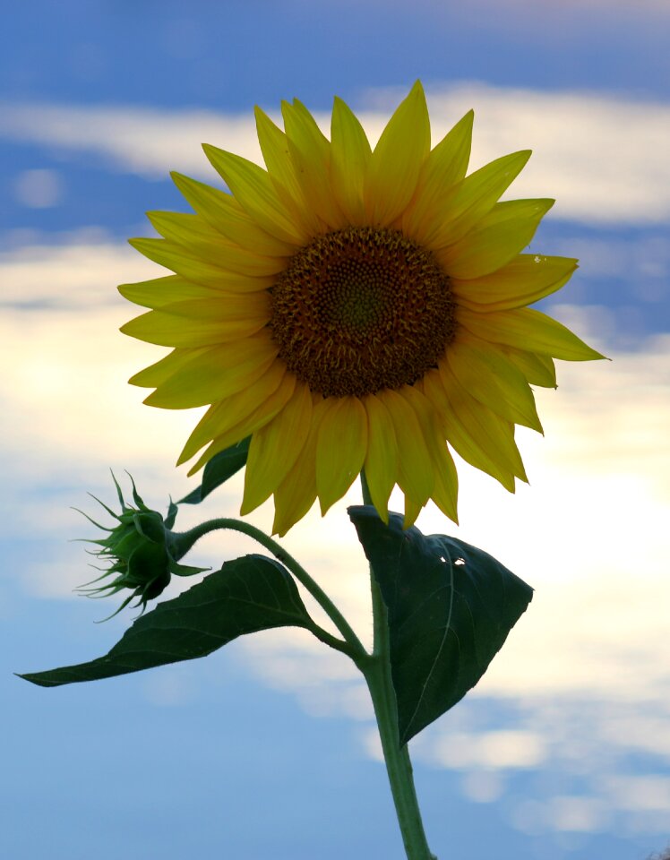 Flower nature plant