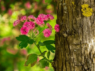 Tree log blossom photo