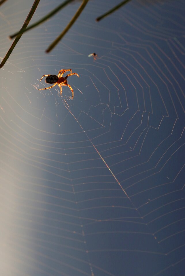 Spider web trap nature