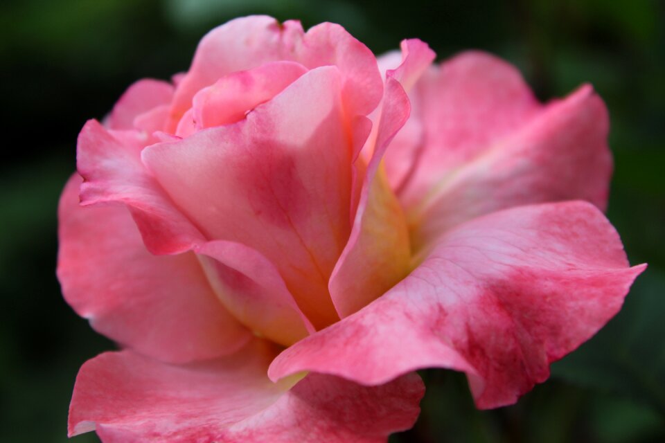 Pink romantic valentine's day