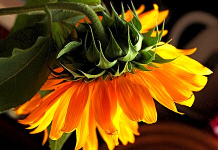 Summer pollen stamens