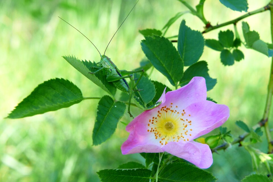 Pasikokonik green nature closeup