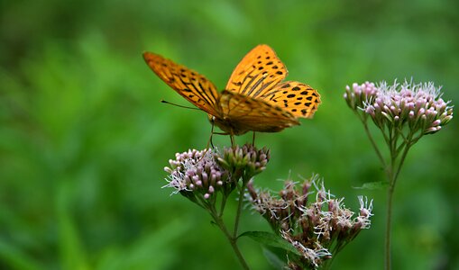 Summer flower wings photo