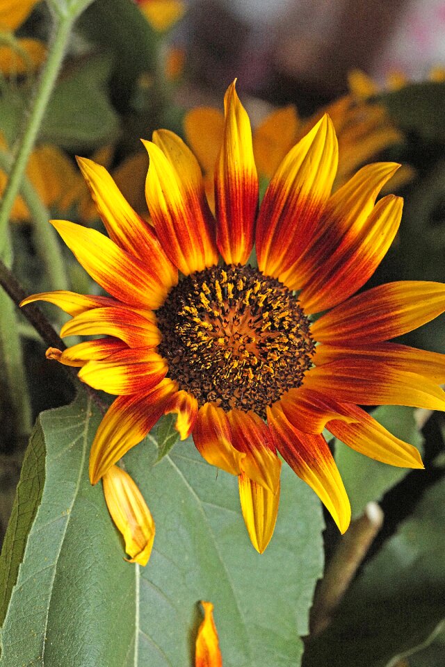 Summer pollen stamens