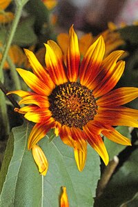 Summer pollen stamens photo