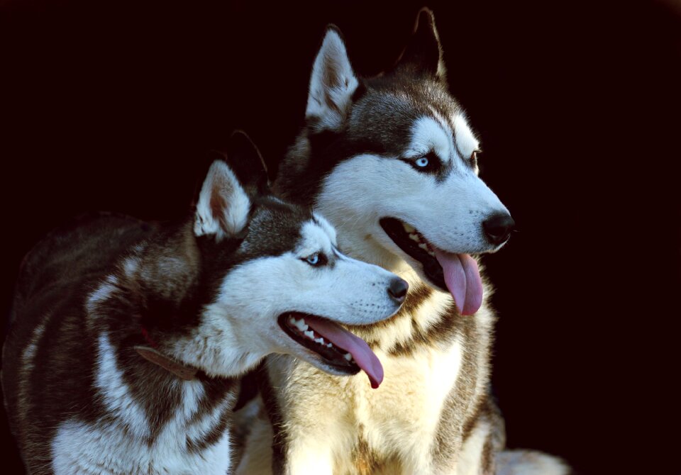Pair canine animals