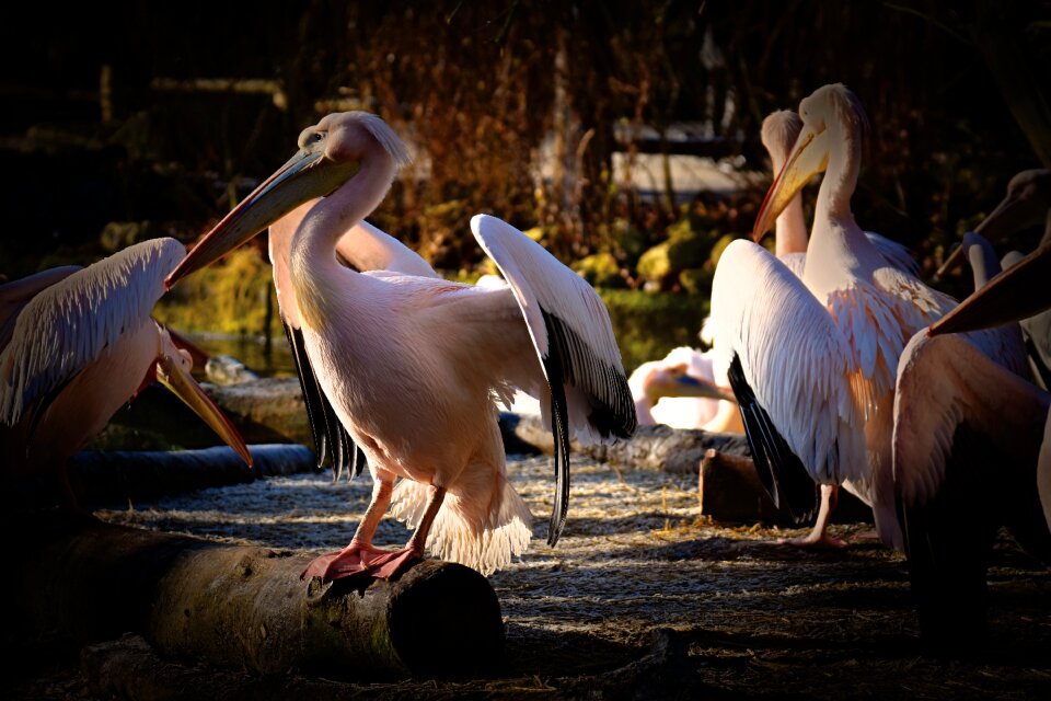 Birds animal plumage