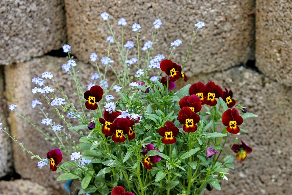 Viola stone wall wallflower