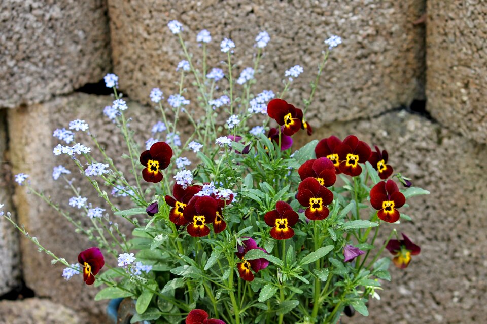 Viola stone wall wallflower photo