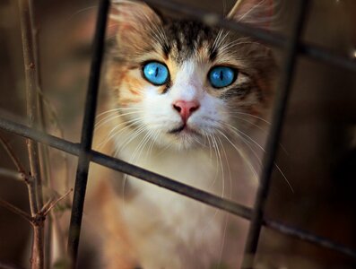 Funny cute animals