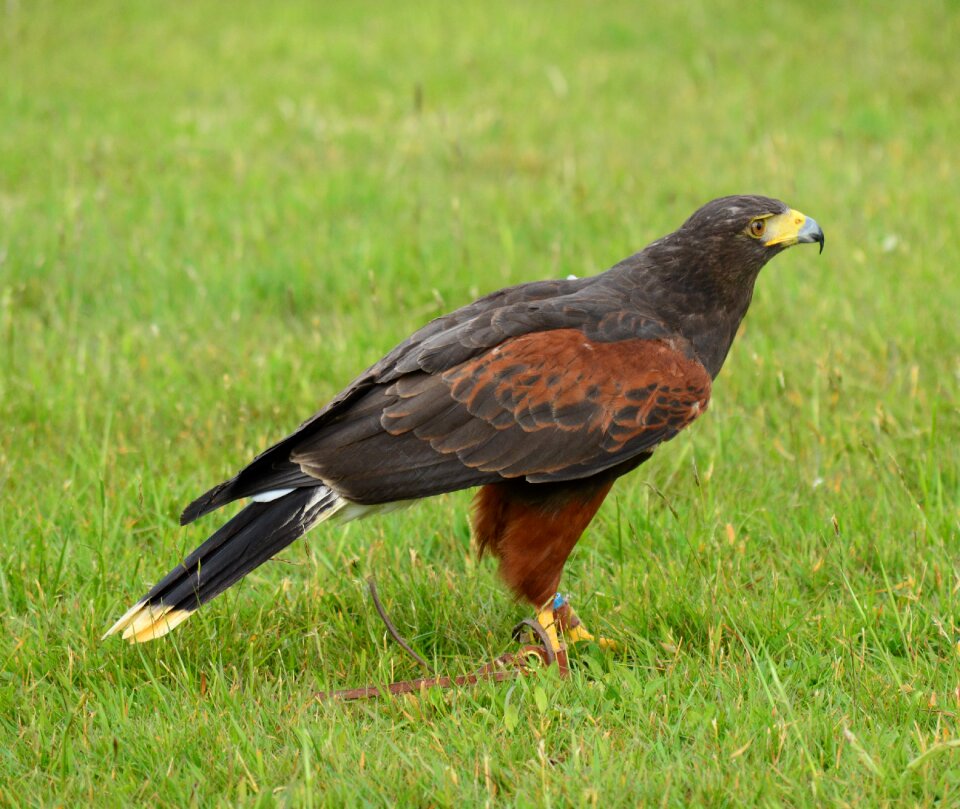 Beak predatory wild