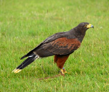 Beak predatory wild