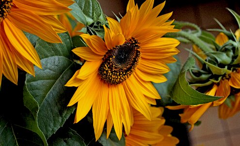 Summer pollen stamens photo