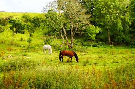 Mood highlands and islands idyllic