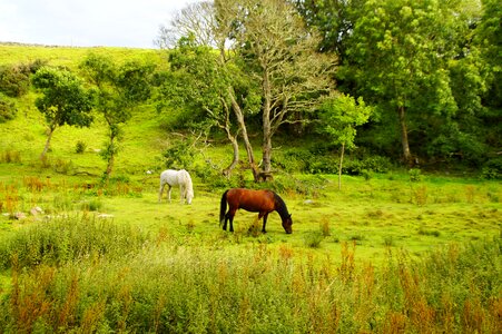 Mood highlands and islands idyllic photo