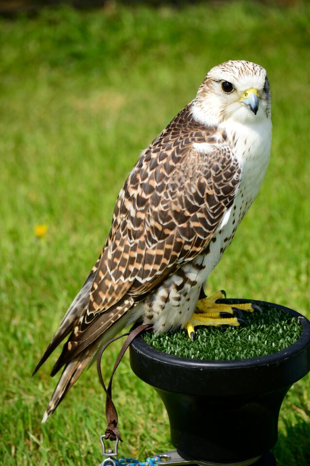 Bird nature predator