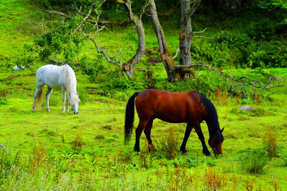 Mood highlands and islands idyllic