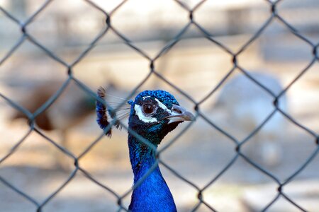 Animals peacock bird