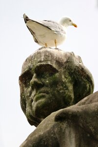 Seagull statue rest