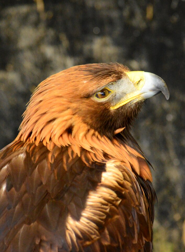 Predator wildlife prey