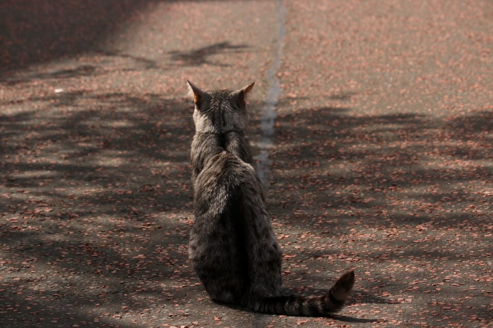 Cat state antisocial