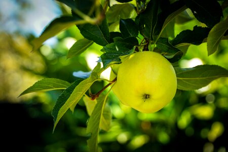Apple tree fruit healthy photo