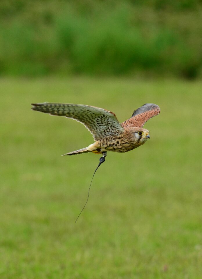 Wild wildlife beak