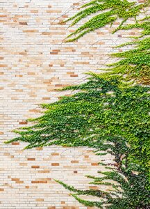 Vine brick building photo