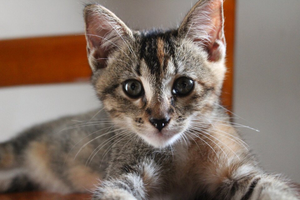 Cat kitten feline