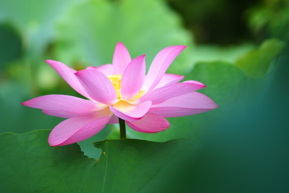 Lotus plant summer