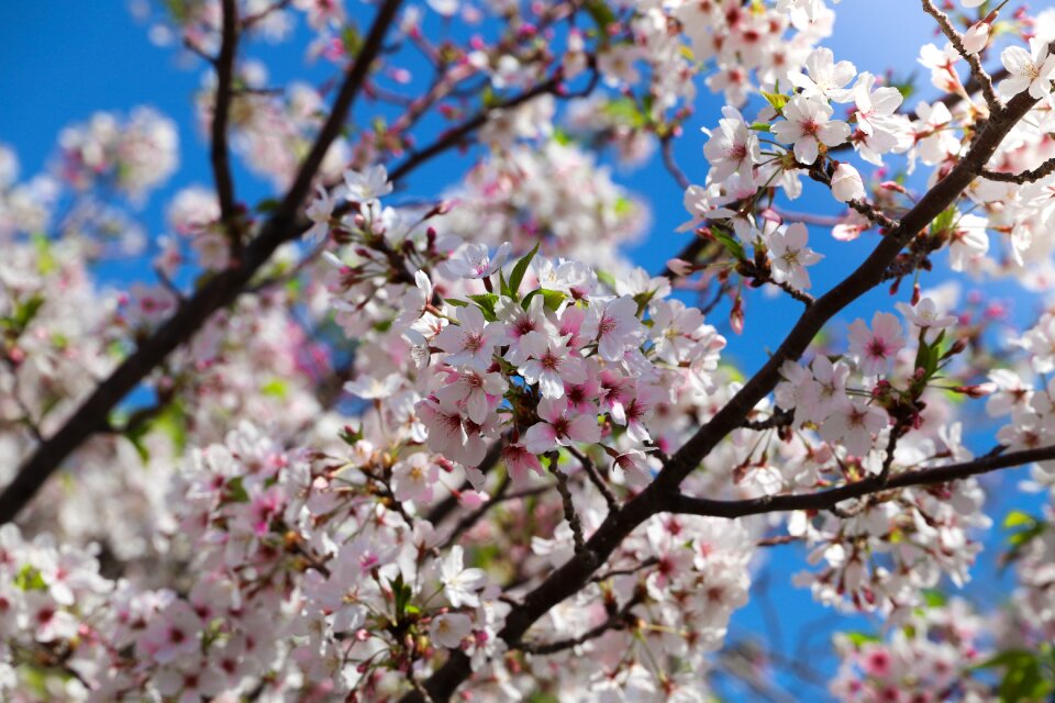 Flower season apple
