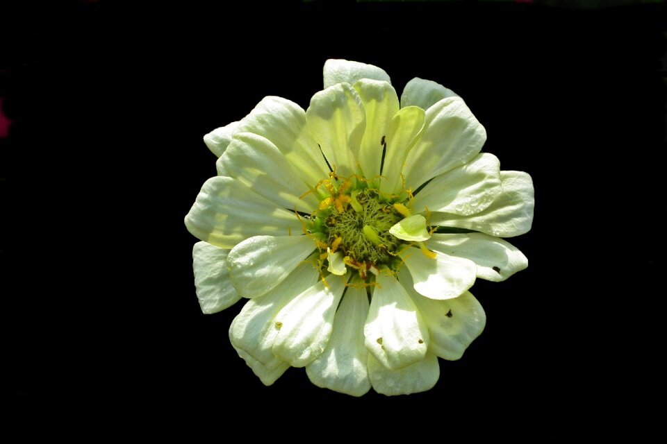 Summer nature macro