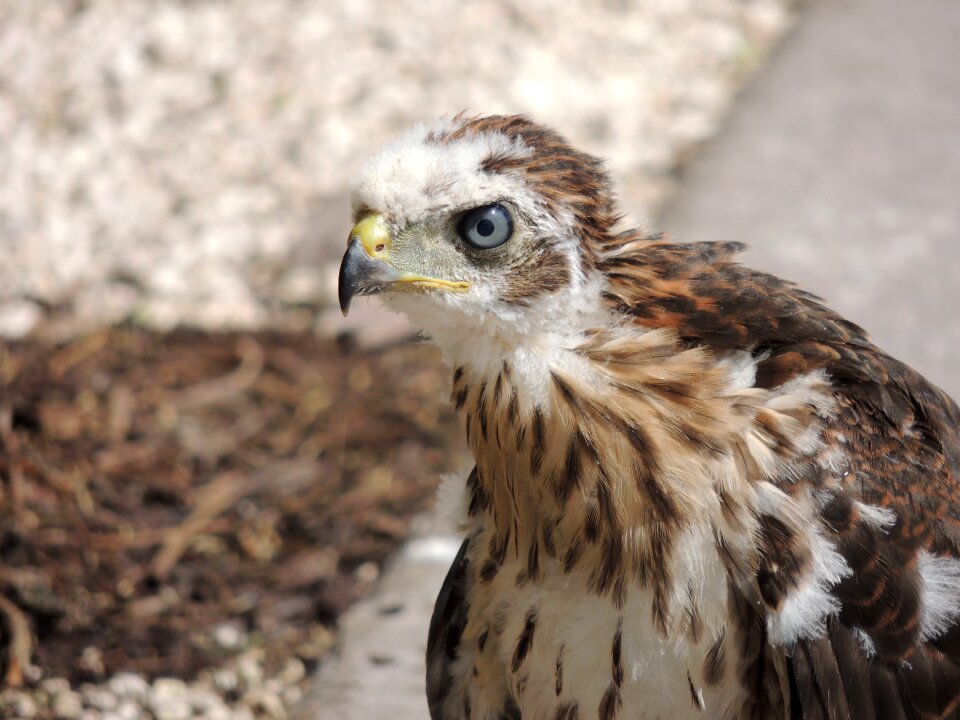 Animal bird brown angry