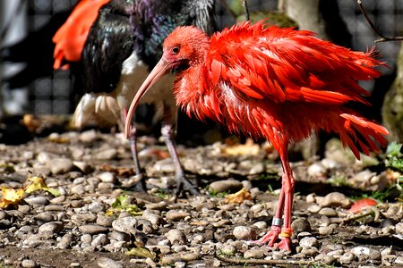 Red ibis plumage zoo