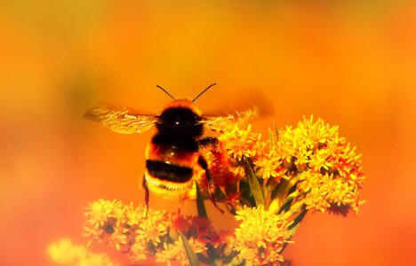 Antennae fly animals