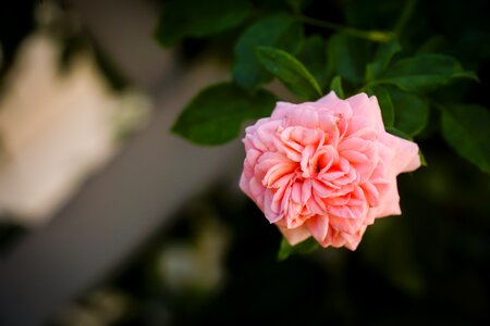 Rose blossom bloom
