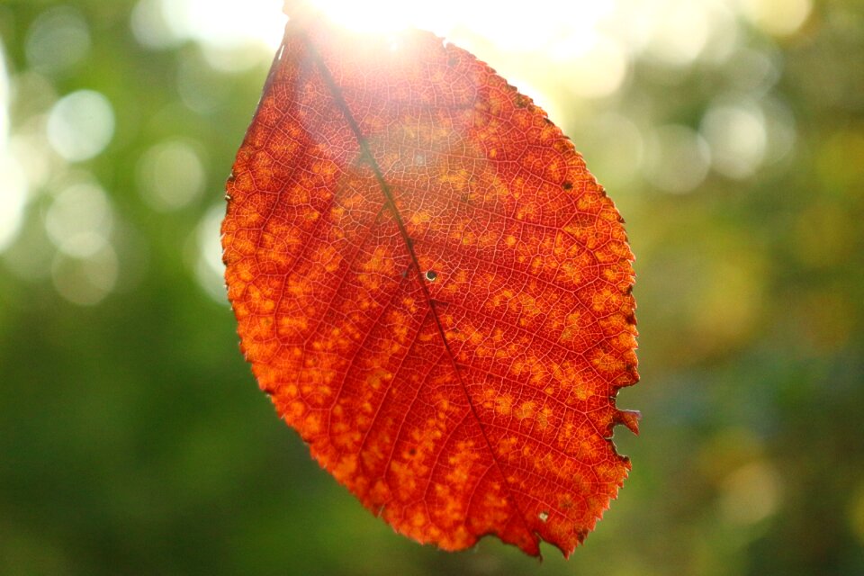 Fall foliage nature leaves