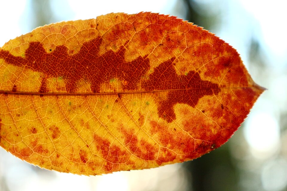 Fall foliage nature autumn