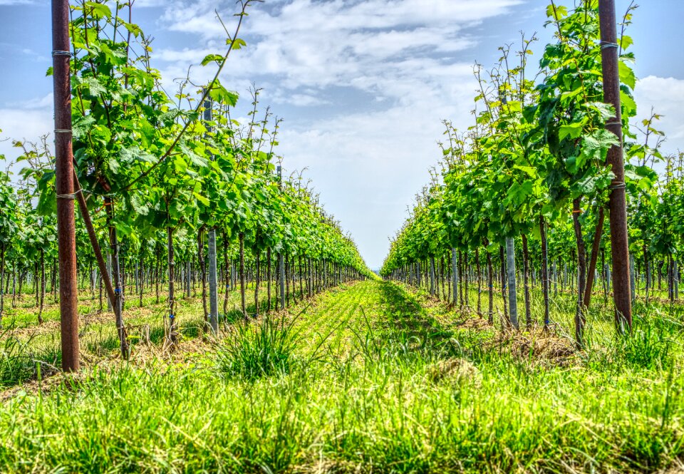 Wine winemaker wingert