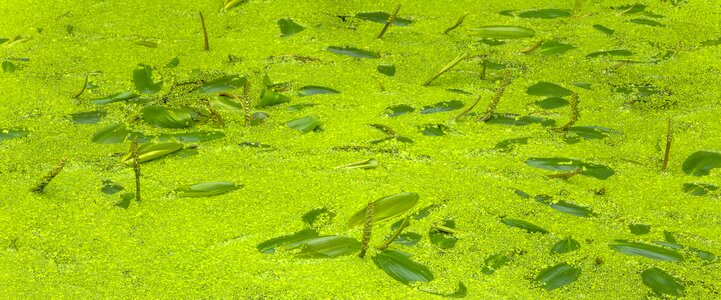 Green pond water flower