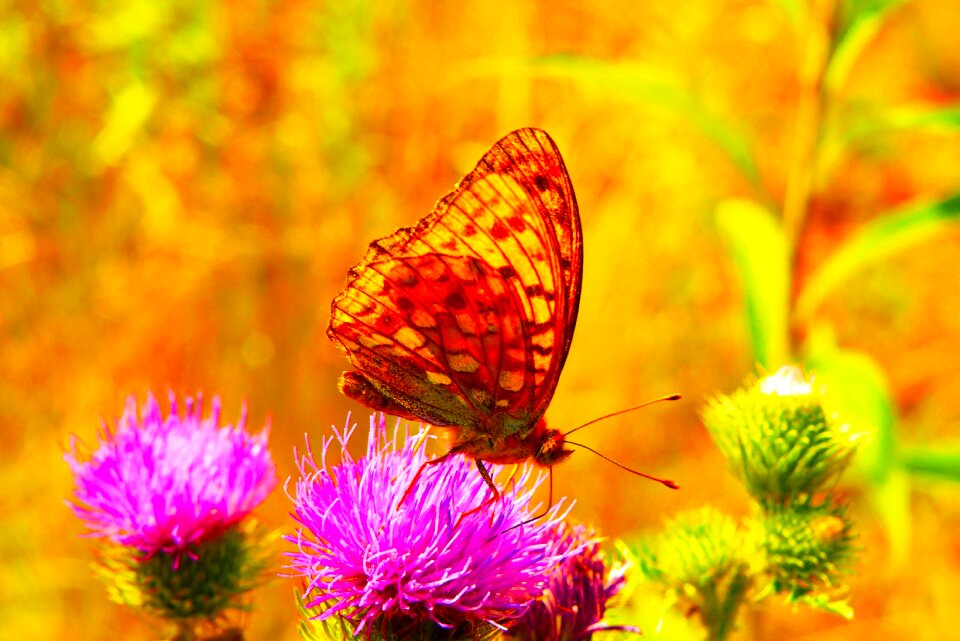 Flower animals nature