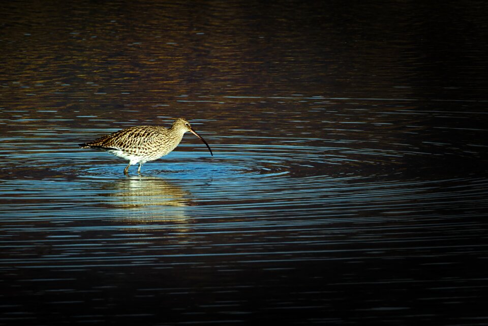 Water waters bird