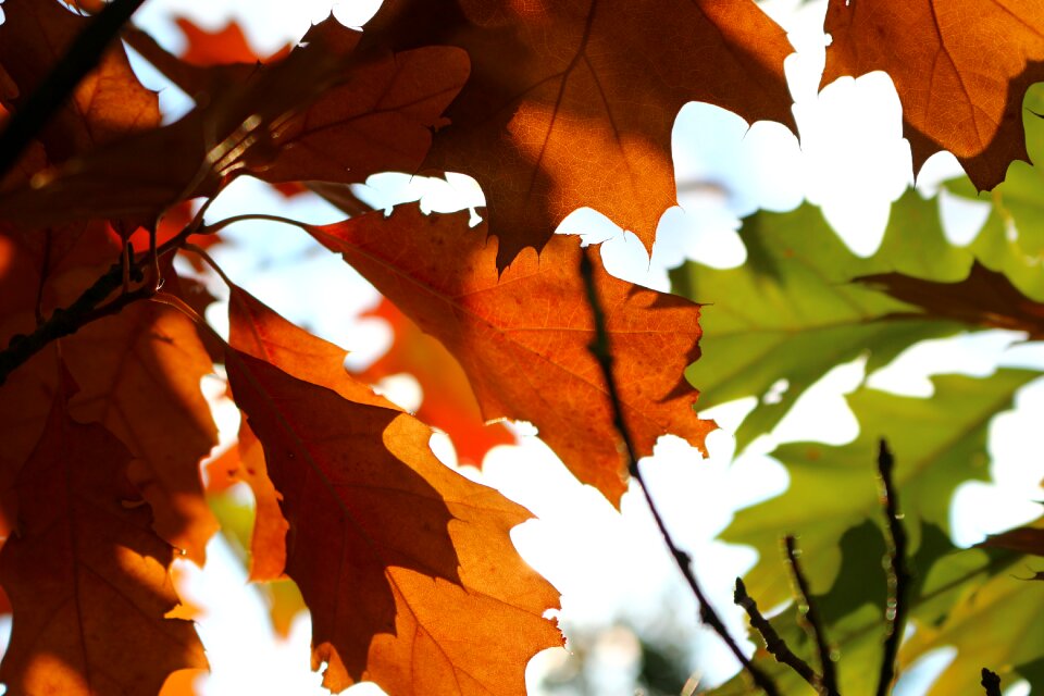 Nature fall foliage forest