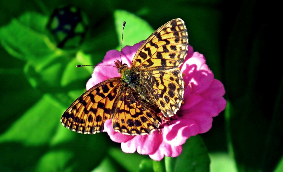 Zinnia nature macro