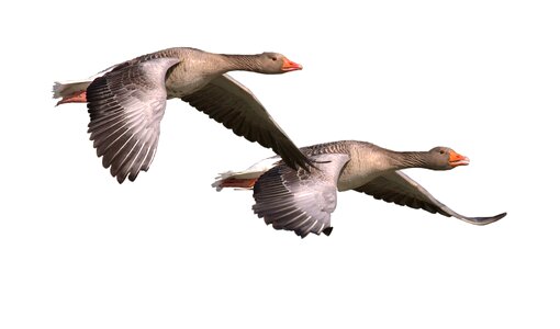 Birds wings nature