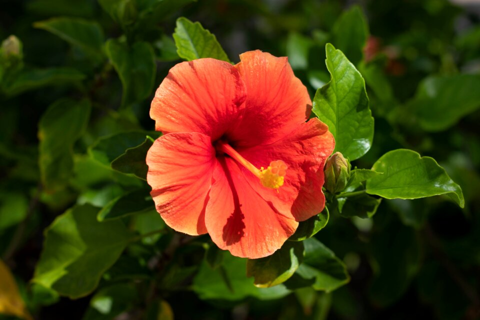 Cozumel nature flower