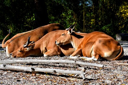 Wild animal wild zoo photo