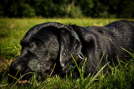 Labrador black pet photo